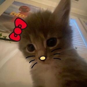 Meet your Posher, Addison